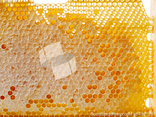 Image of fresh honey combs