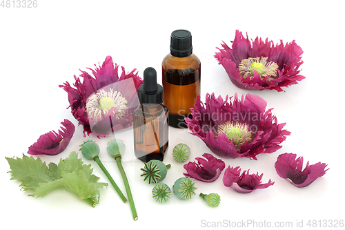 Image of Poppy Flowers and Seeds used in Herbal Medicine