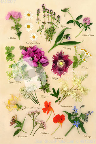 Image of Flowers and Herbs for Alternative Medicine