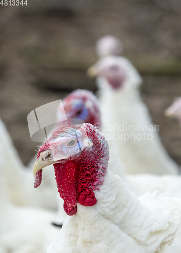 Image of Turkey-poult