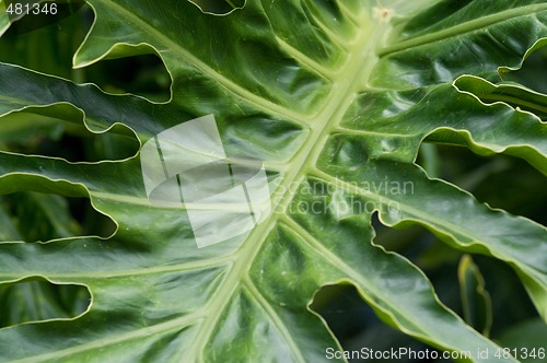 Image of palm leaf