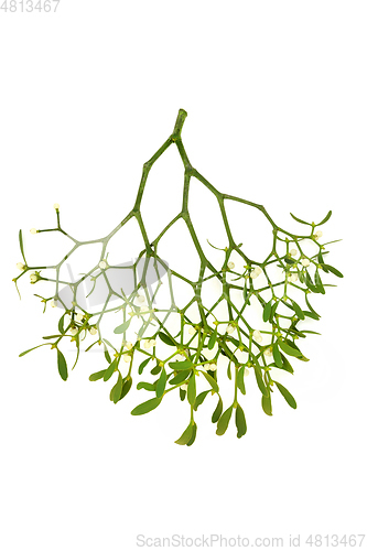 Image of Traditional English Mistletoe Sprig