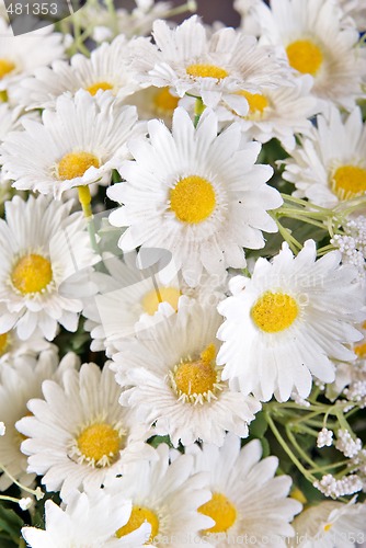 Image of white silk daisies