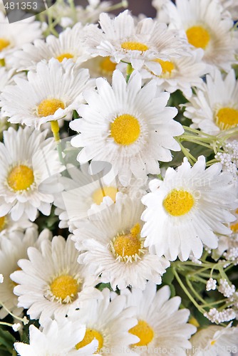 Image of white silk daisies