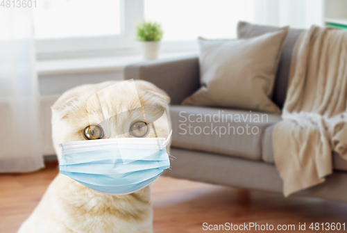 Image of close up of scottish fold kitten in medical mask