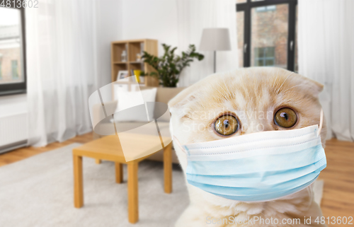 Image of close up of scottish fold kitten in medical mask