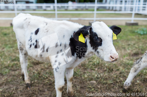 Image of Baby cow