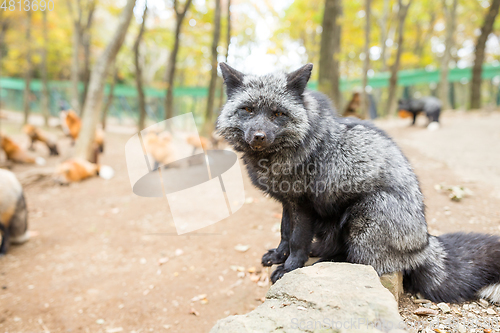 Image of Cute black fox