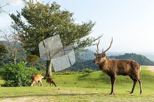 Image of Lovely deer on mountain