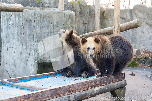 Image of Cute little bear play together