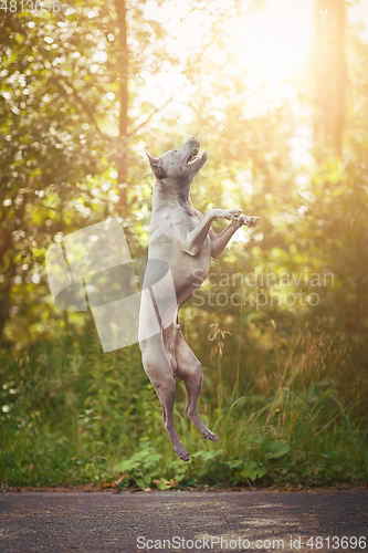 Image of thai ridgeback dog outdoors