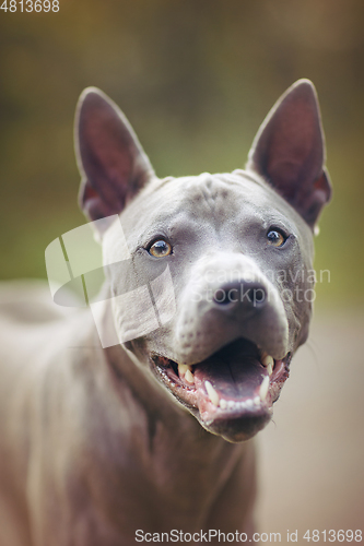 Image of thai ridgeback dog outdoors