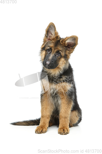 Image of beautiful german shepard puppy