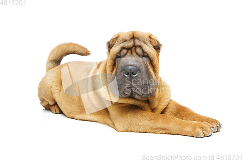 Image of beautiful shar pei puppy