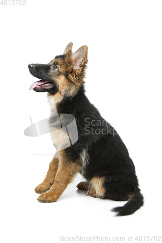 Image of beautiful german shepard puppy