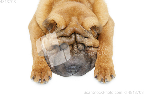 Image of beautiful shar pei puppy sleeping