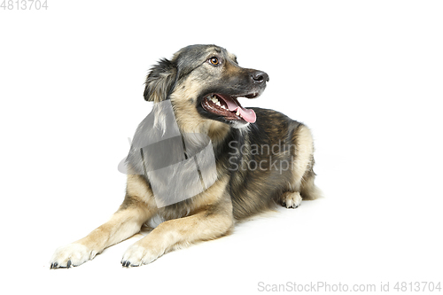 Image of beautiful dog isolated on white