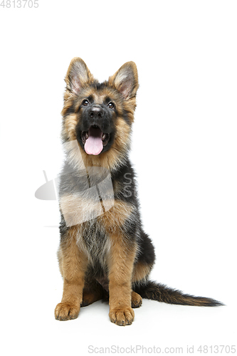 Image of beautiful german shepard puppy