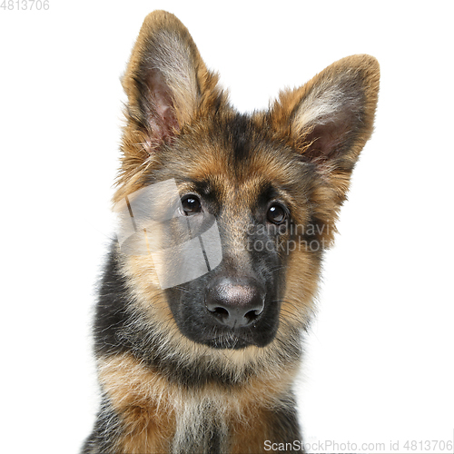 Image of beautiful german shepard puppy