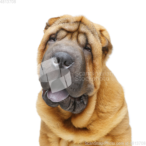 Image of beautiful shar pei puppy