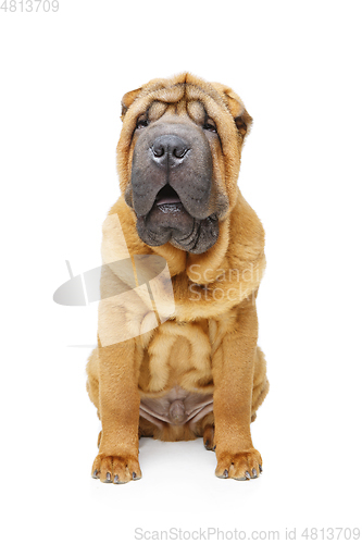 Image of beautiful shar pei puppy