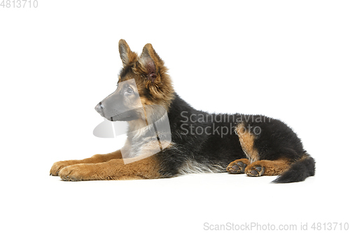 Image of beautiful german shepard puppy