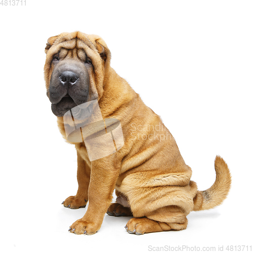 Image of beautiful shar pei puppy