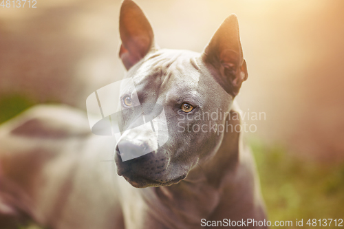 Image of thai ridgeback dog outdoors