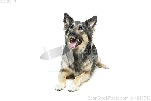 Image of beautiful dog isolated on white