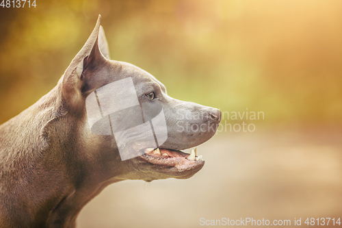 Image of thai ridgeback dog outdoors