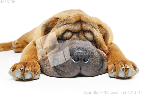 Image of beautiful shar pei puppy sleeping