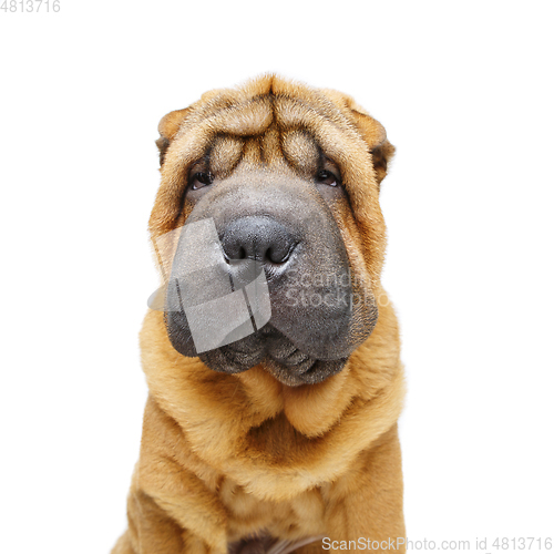Image of beautiful shar pei puppy