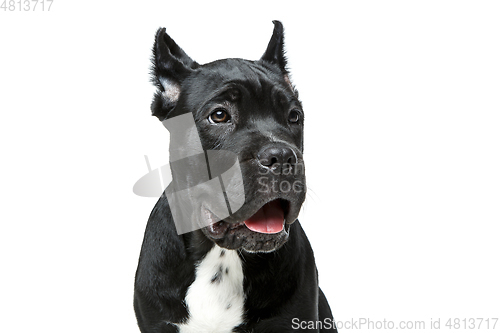 Image of beautiful cane corso puppy