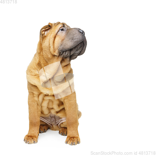 Image of beautiful shar pei puppy