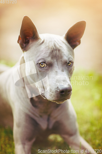 Image of thai ridgeback dog outdoors