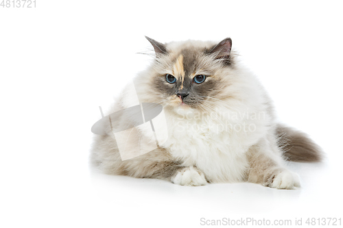 Image of beautiful birma cat isolated on white