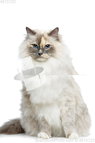 Image of beautiful birma cat isolated on white