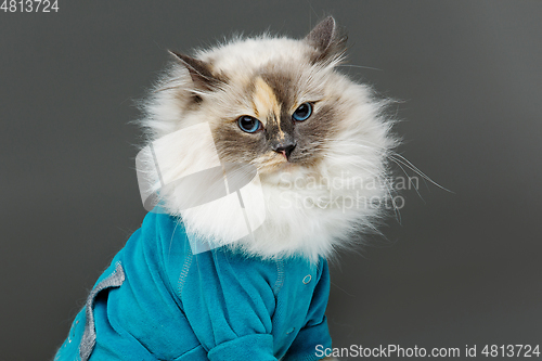 Image of beautiful birma cat in blue shirt