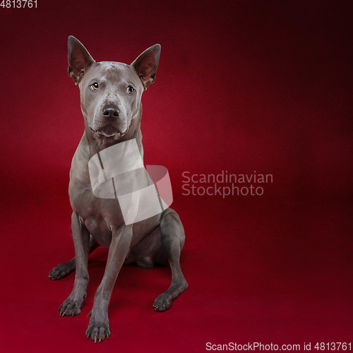 Image of thai ridgeback dog on red background