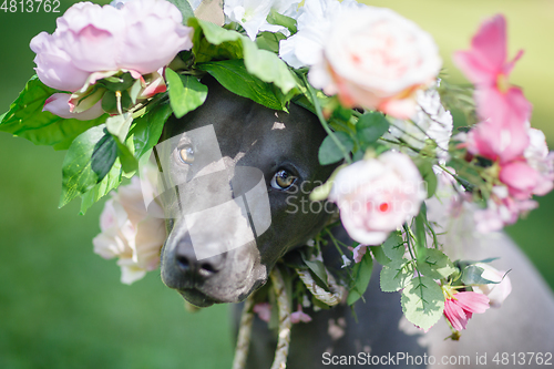 Image of thai ridgeback dog in flower wreath