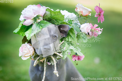 Image of thai ridgeback dog in flower wreath