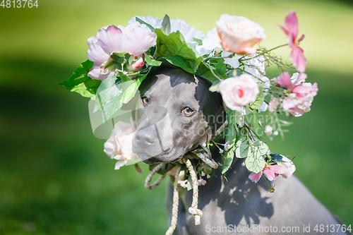 Image of thai ridgeback dog in flower wreath