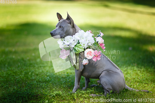 Image of thai ridgeback dog in flower wreath