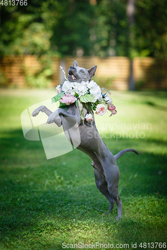 Image of thai ridgeback dog in flower wreath