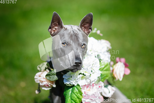 Image of thai ridgeback dog in flower wreath