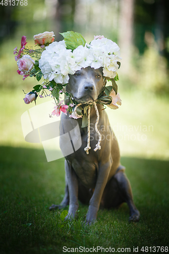 Image of thai ridgeback dog in flower wreath