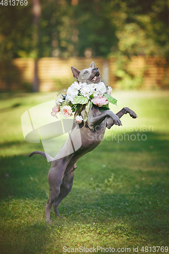 Image of thai ridgeback dog in flower wreath