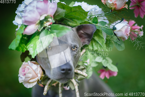 Image of thai ridgeback dog in flower wreath