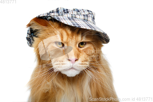 Image of beautiful maine coon cat in hat