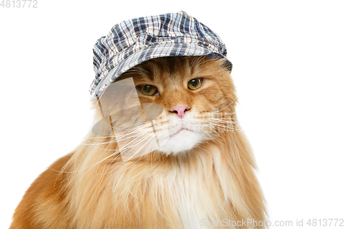 Image of beautiful maine coon cat in hat